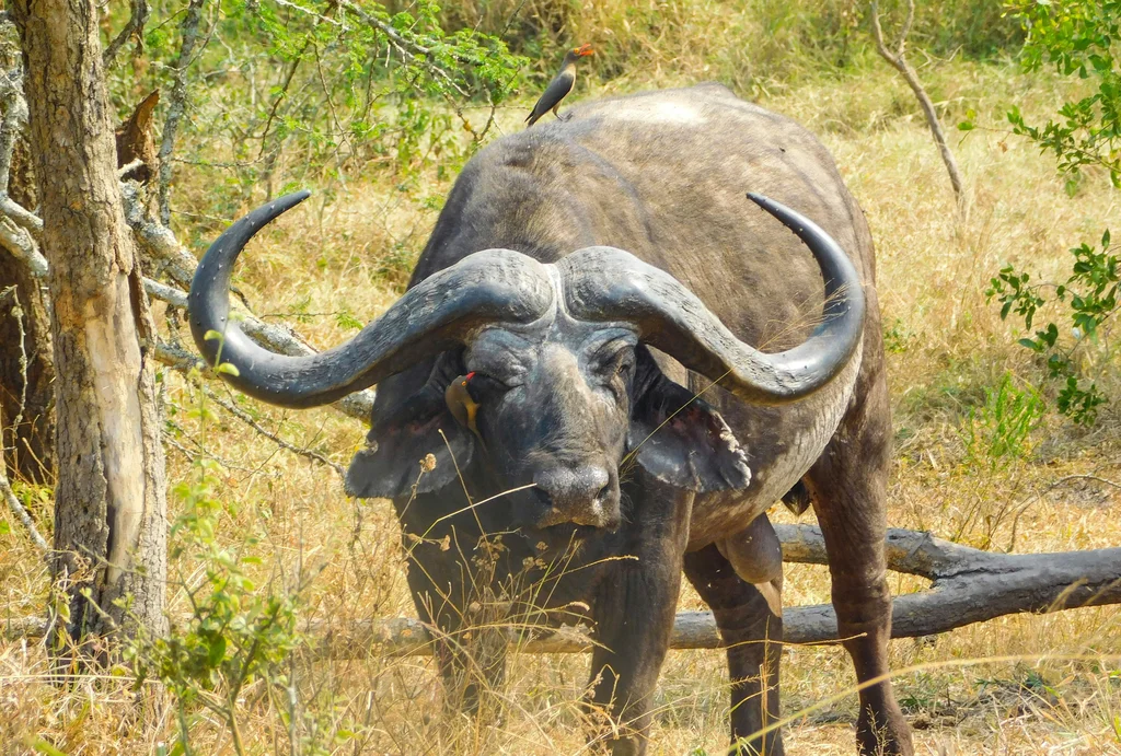 Akagera National Park