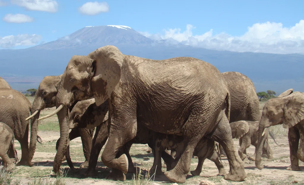Amboseli National Park