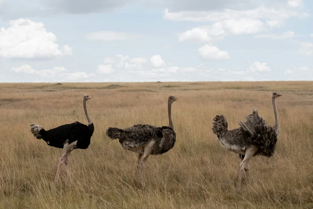 Kidepo Valley National Park