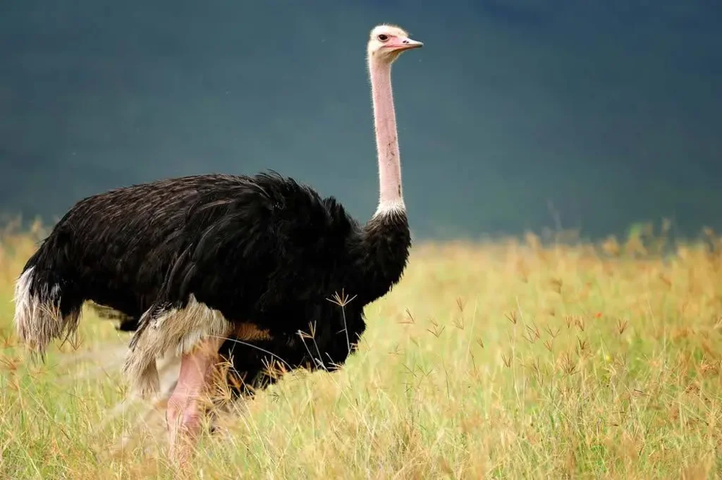 Kitulo National Park