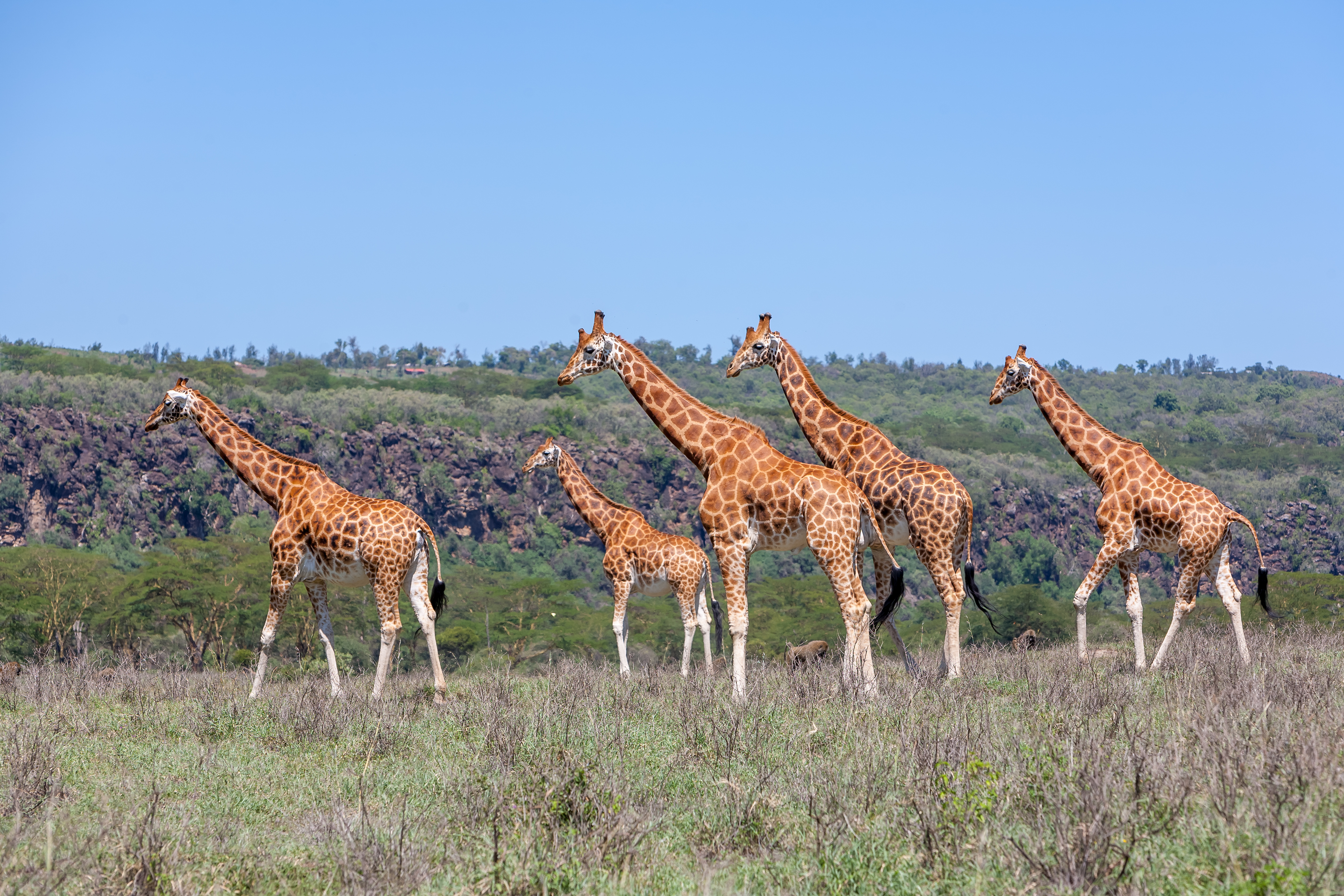 Masai Mara National Reserve
