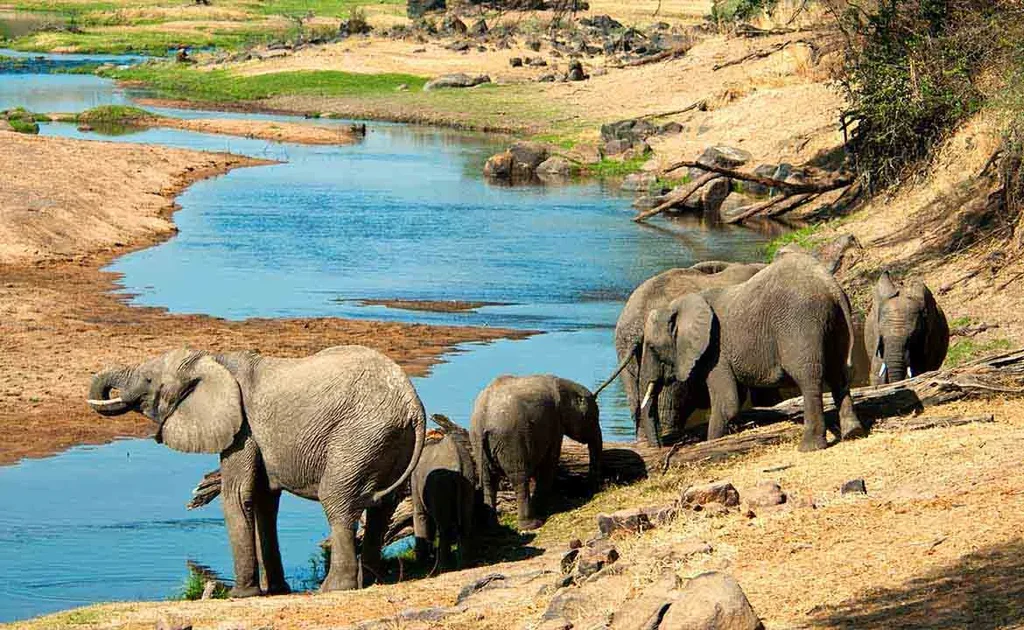 Mikumi National Park