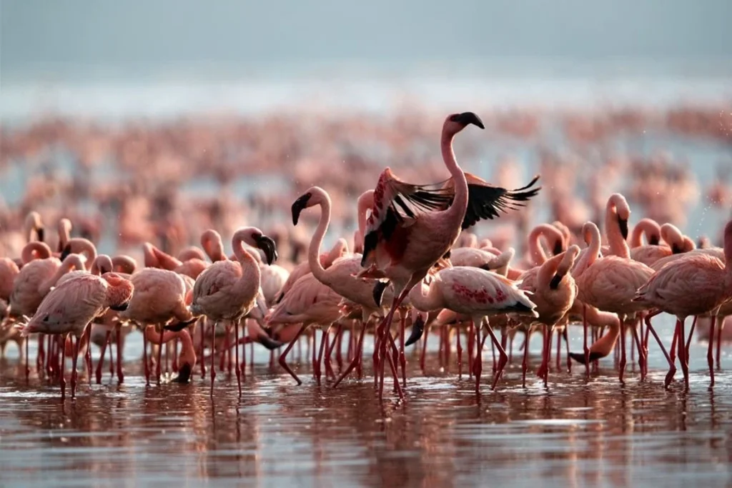 Lake Nakuru National Park