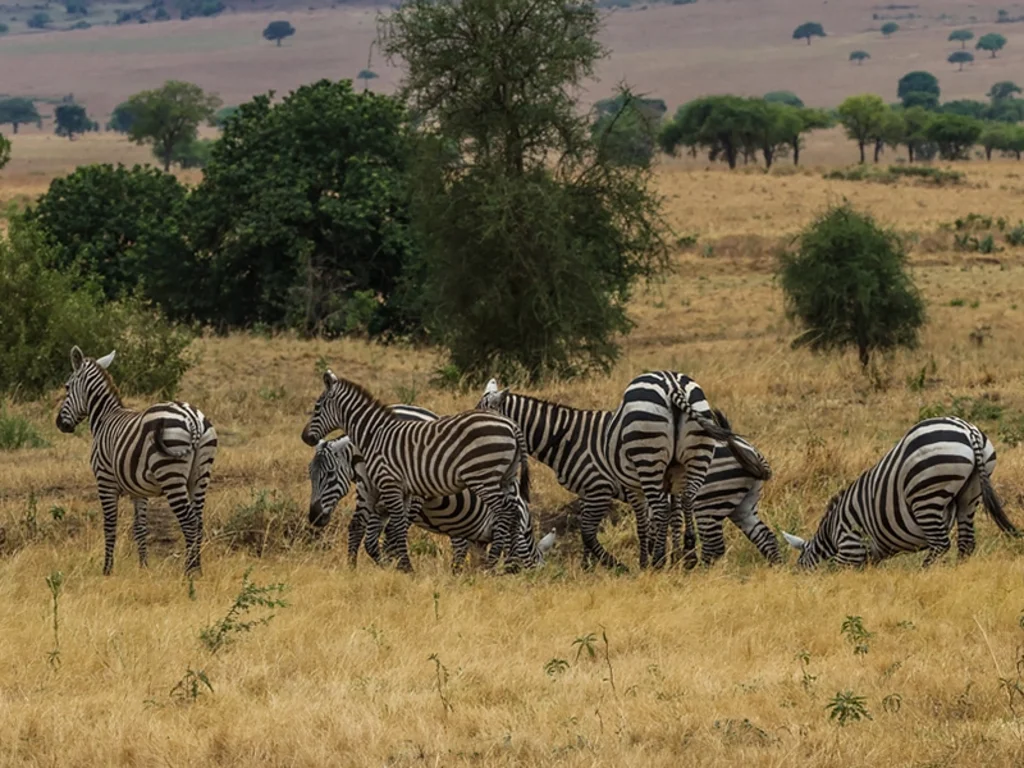 Pian Upe Wildlife Reserve