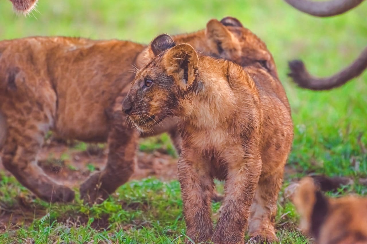 Queen Elizabeth National Park