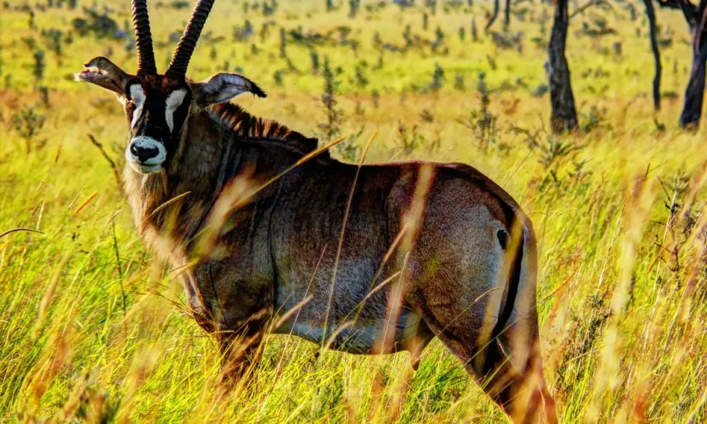 Ruma National Park