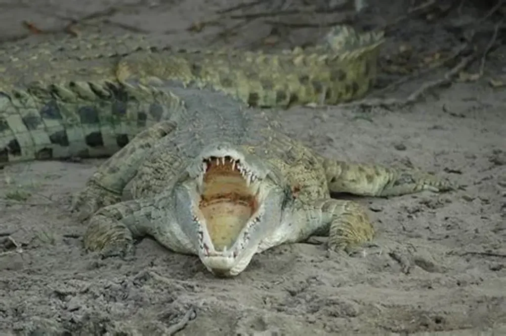 Saadani National Park