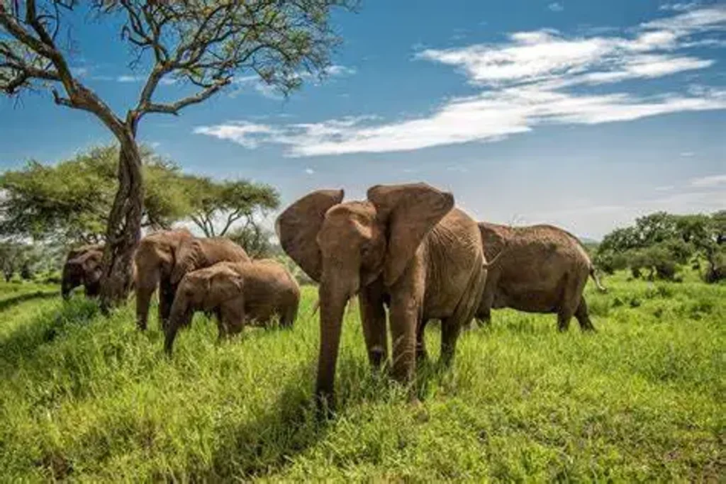 Tarangire National Park