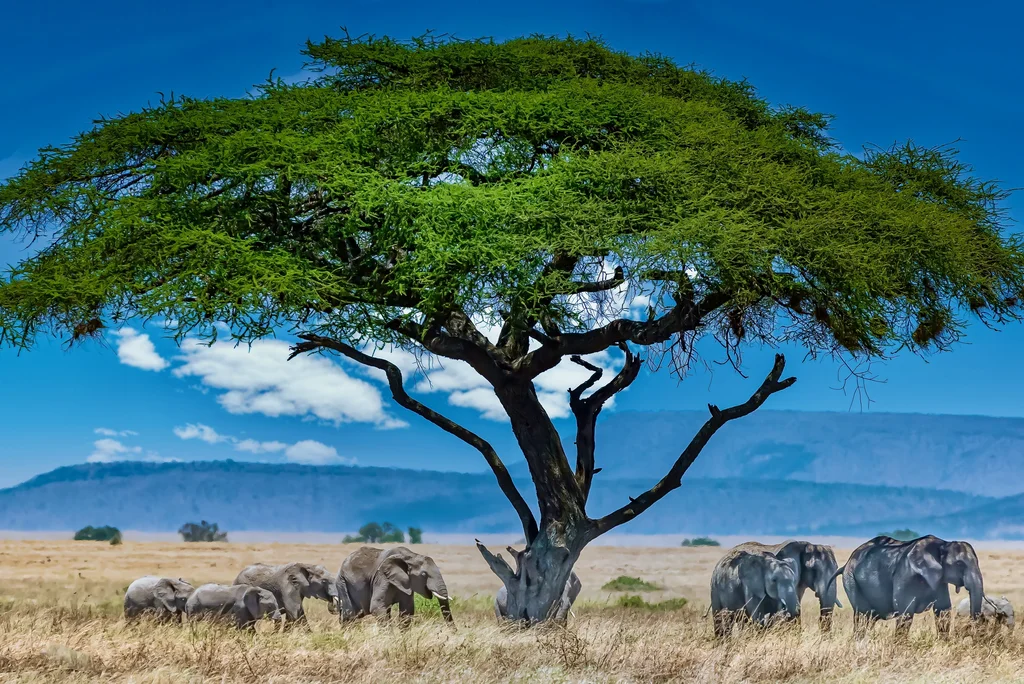 Tsavo East National Park