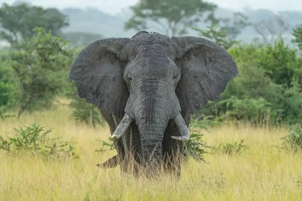 Toro-Semuliki Wildlife Reserve