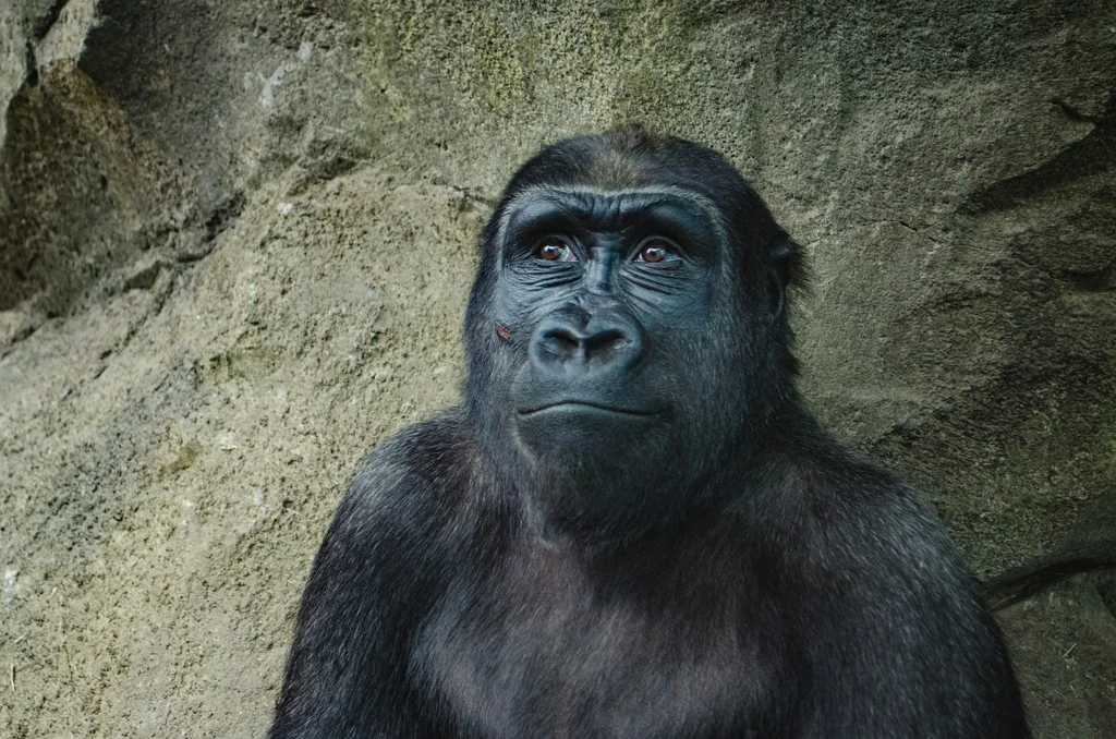 Gorilla