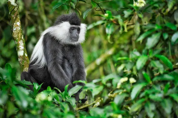 Primate